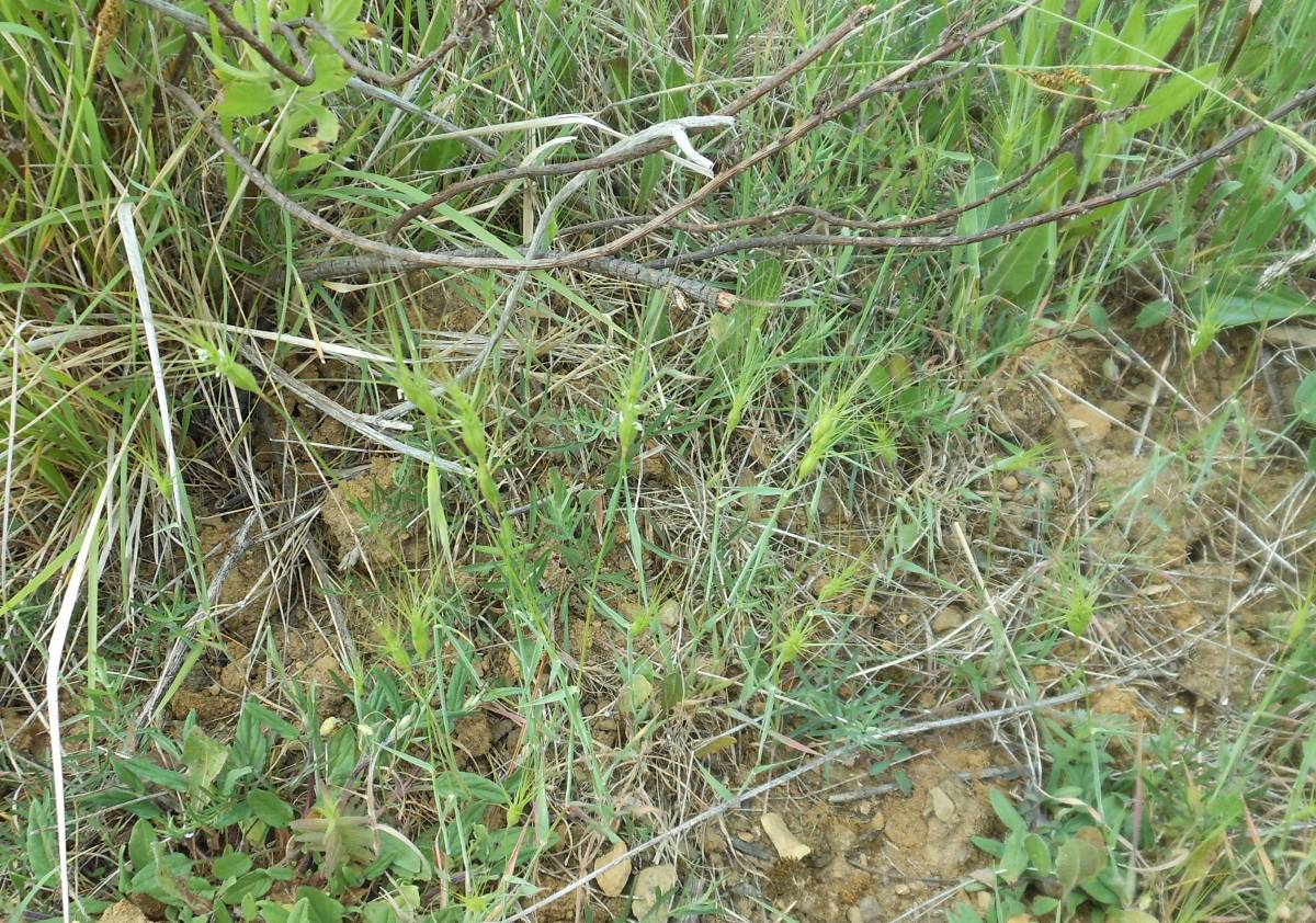 Triticum neglectum / Egilope negletta